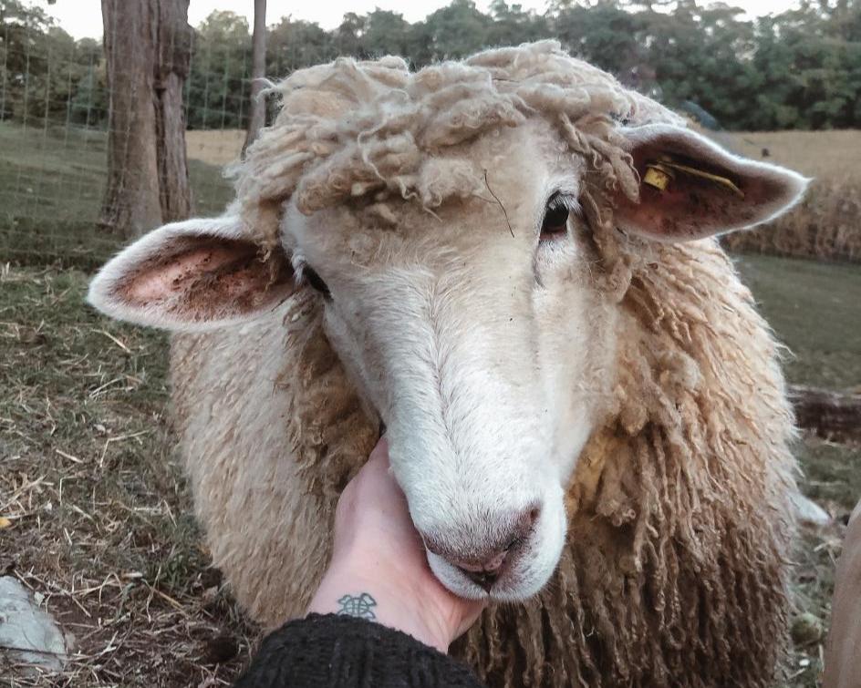 From our Flock